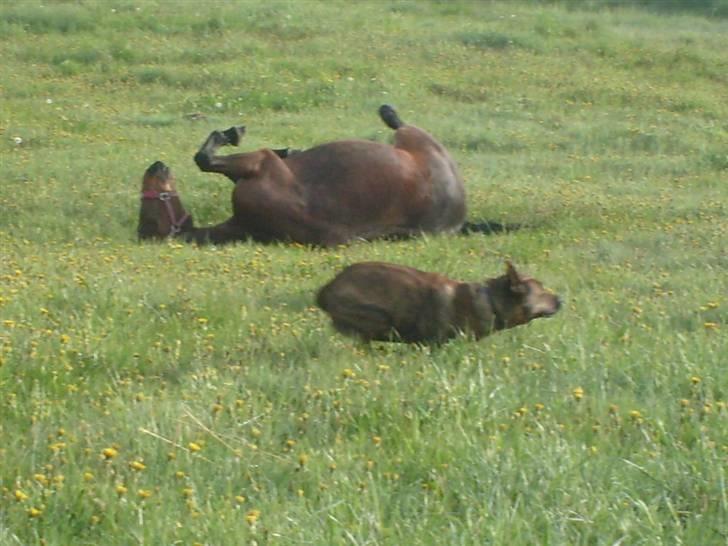 Traver Annabell billede 10