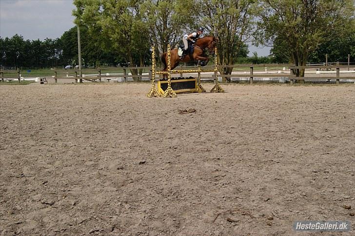 New Forest Simba  - Simba og jeg springer.  Foto: Signe Hansen. billede 15