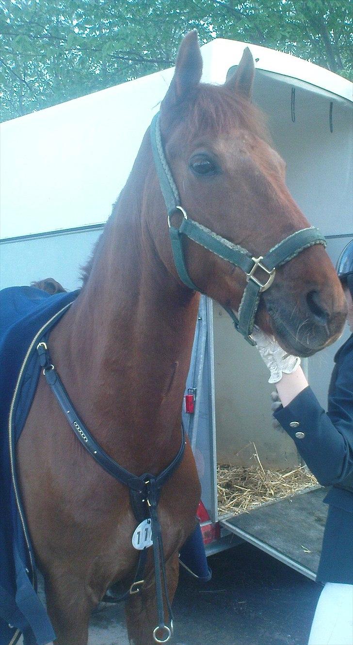 New Forest Simba  - Simba ved traileren til stævne.  Foto: Anna Sørensen. billede 16