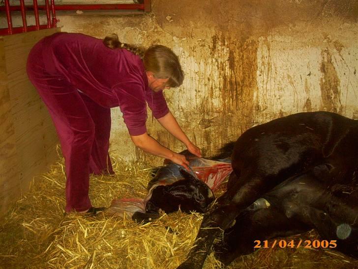 Welsh Partbred (Sec F) Skjaldsbjerg's Papaya R.I.P. - Min mor der står og hjælper Papaya.. billede 13