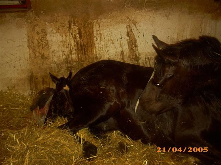 Welsh Partbred (Sec F) Skjaldsbjerg's Papaya R.I.P. - Lidt efter lille Papaya var kommet ud. billede 3