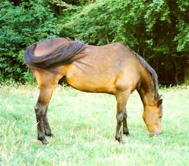 Traver Tyson - 2000 billede 6