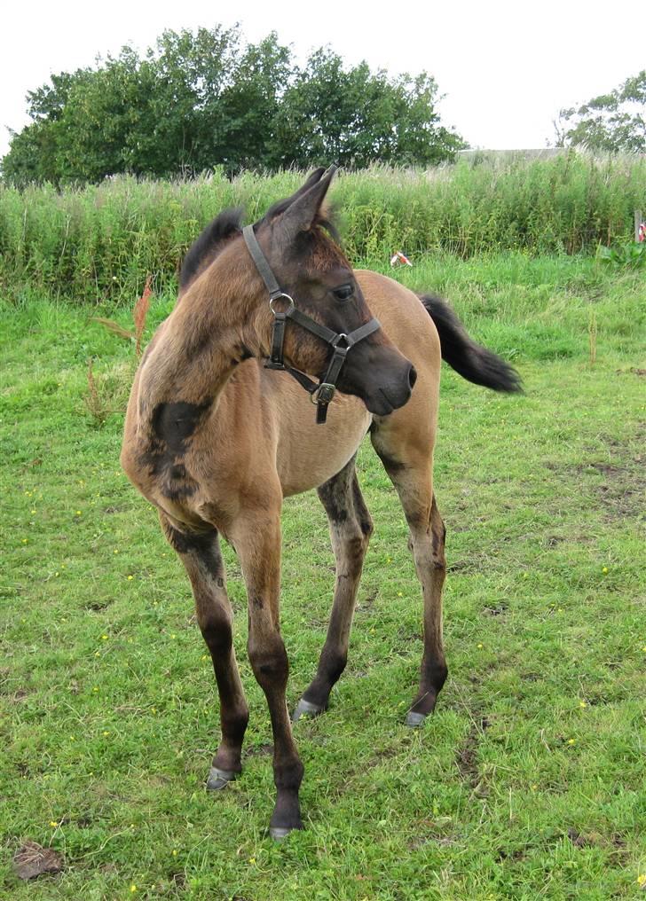 Arabisk fuldblod (OX) E`pifani *SOLGT* - 9/10-09 billede 18