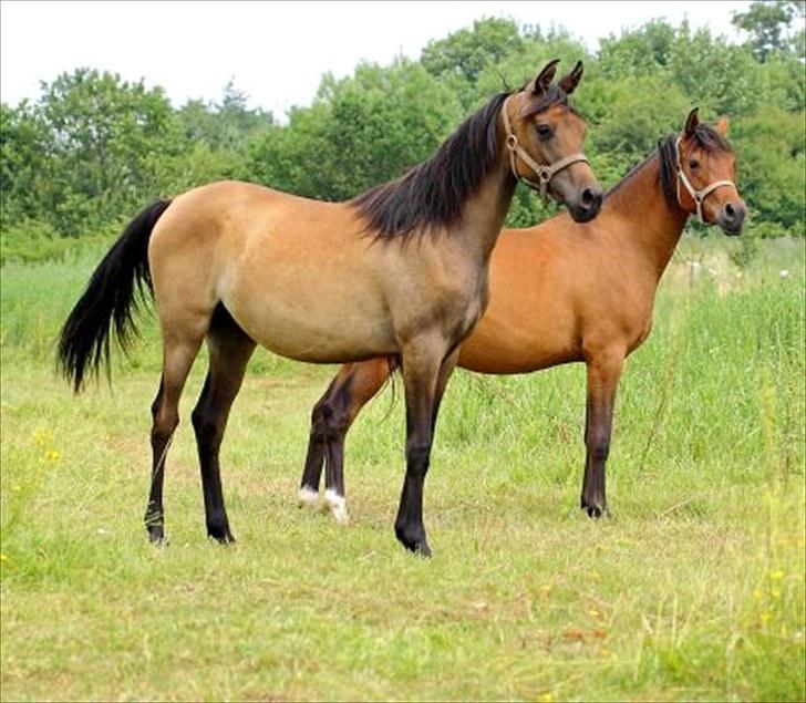 Arabisk fuldblod (OX) E`pifani *SOLGT* - 11/7-2010 billede 19