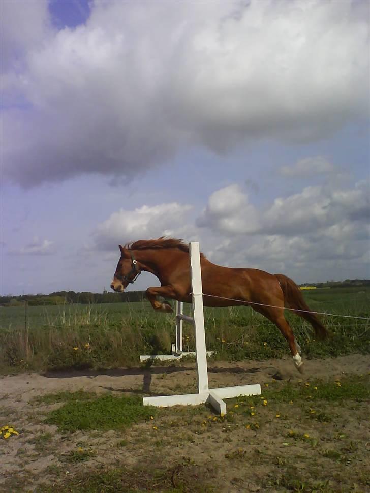 New Forest Flintdales Apollon :-) billede 5