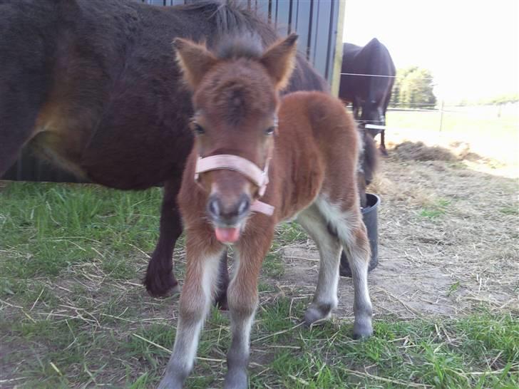 Shetlænder Calina Busk billede 1