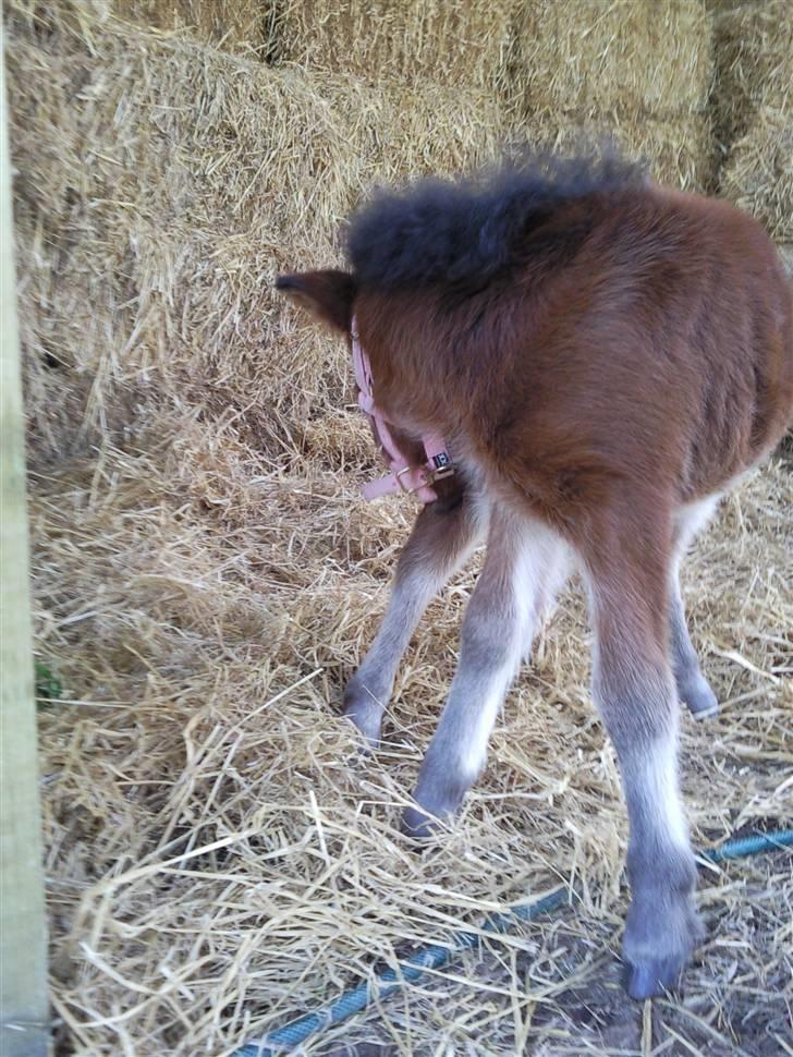 Shetlænder Calina Busk billede 2