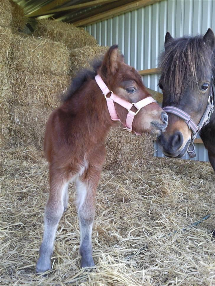 Shetlænder Calina Busk billede 3