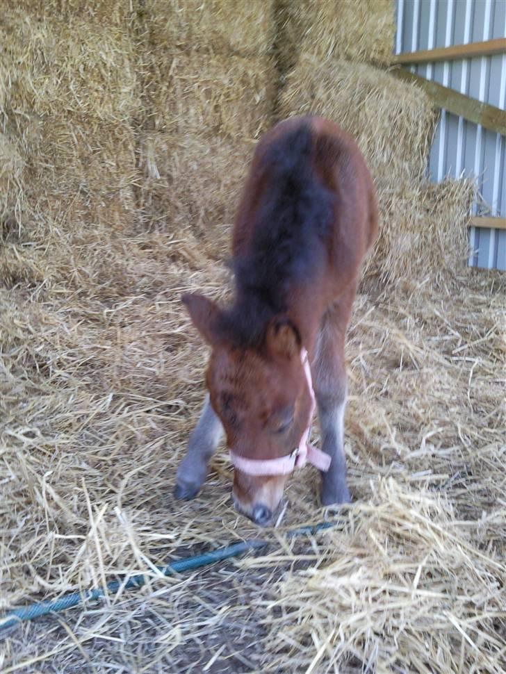 Shetlænder Calina Busk billede 4