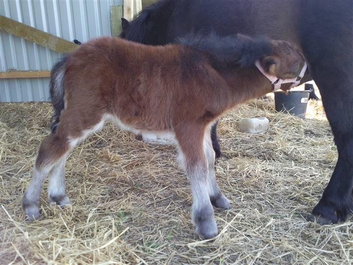 Shetlænder Calina Busk billede 5