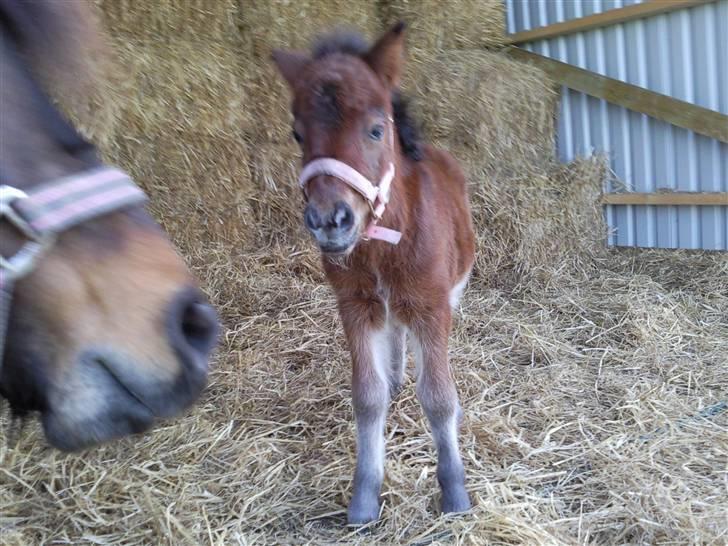 Shetlænder Calina Busk billede 6