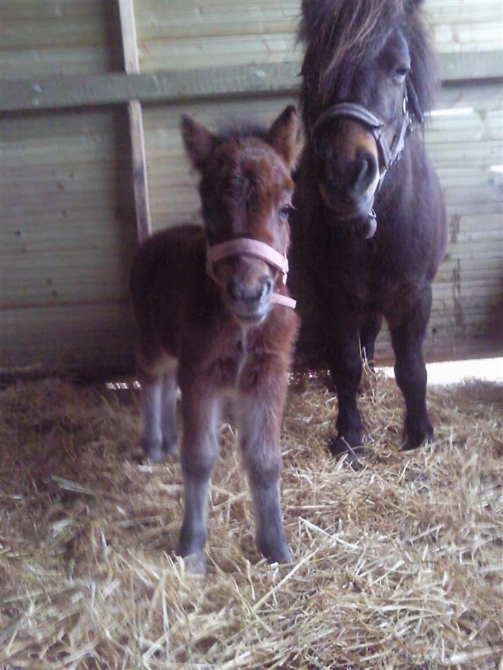 Shetlænder Calina Busk billede 7