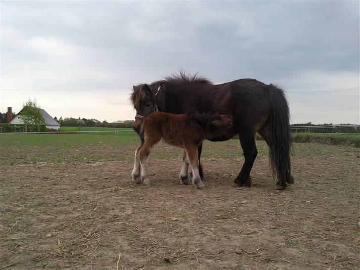 Shetlænder Calina Busk billede 8