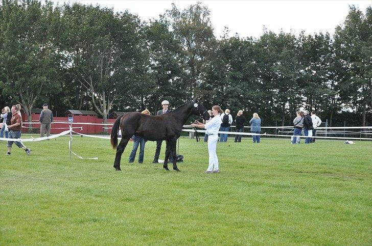 Oldenborg Scirocco Noir. - 1) Smuksakken til store hestedag 10. 1½ år gammel. billede 1