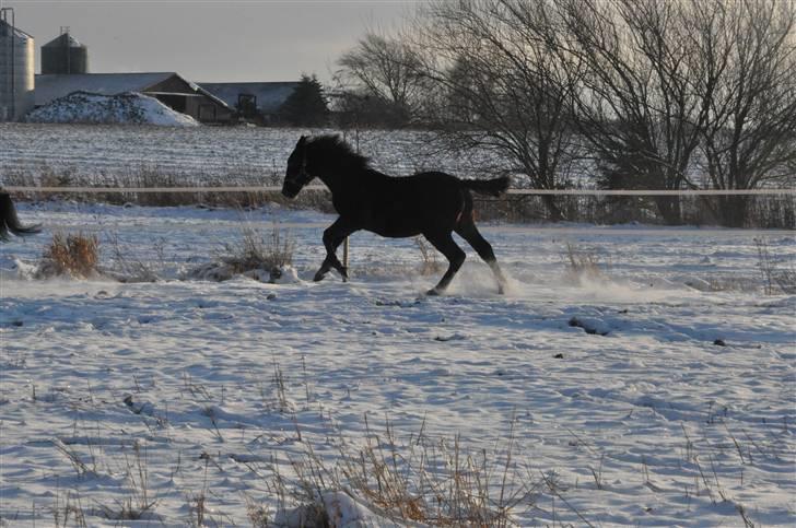 Oldenborg Scirocco Noir. - 2) Vildbasen på fold ½ år gammel. billede 2