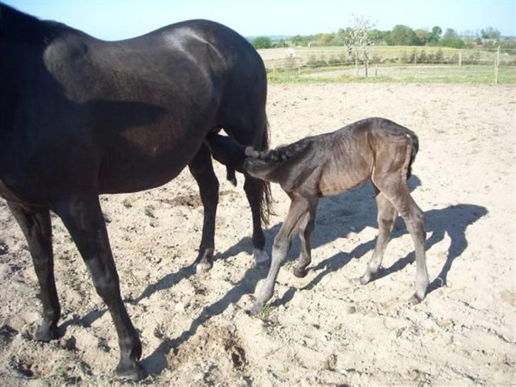 Oldenborg Scirocco Noir. - 3) Lillemand ude for første gang 8 t. gammel, og stadig ikke helt sikker på benene. billede 3