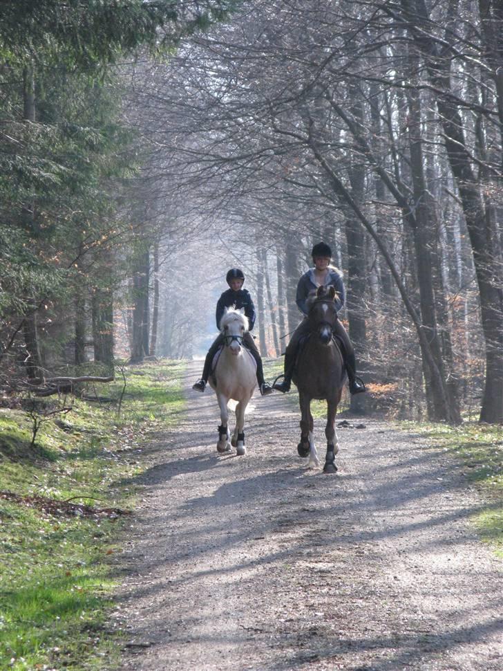 Tysk Sportspony Lotusblume - 15# Malle & Lotus og Louise & Nakuma i skoven sammen :) Foto: Mig billede 15