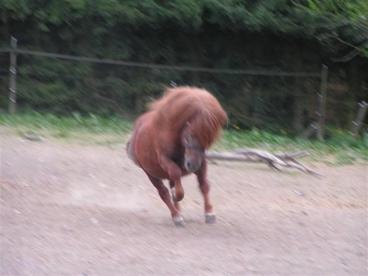 Shetlænder Sedgehill Onyx SH611  billede 17