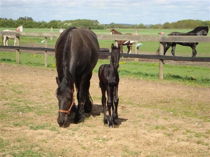 Frieser Elske  :) billede 6
