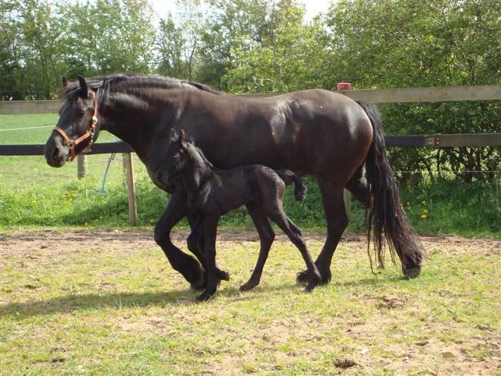 Frieser Elske  :) billede 7