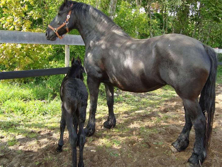 Frieser Elske  :) billede 8