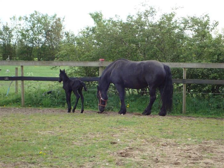 Frieser Elske  :) billede 9