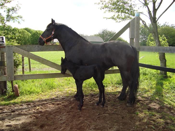 Frieser Elske  :) billede 10