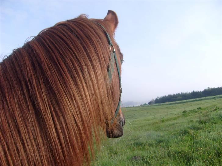 Anden særlig race Kiara billede 2