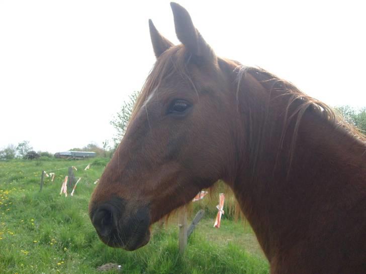 Anden særlig race Kiara billede 3