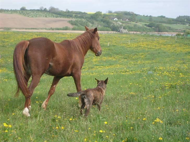 Anden særlig race Kiara billede 4