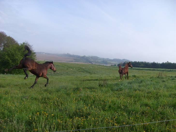 Traver Annabell billede 11