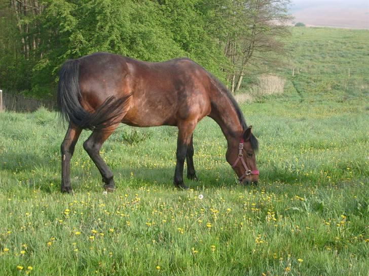 Traver Annabell billede 12