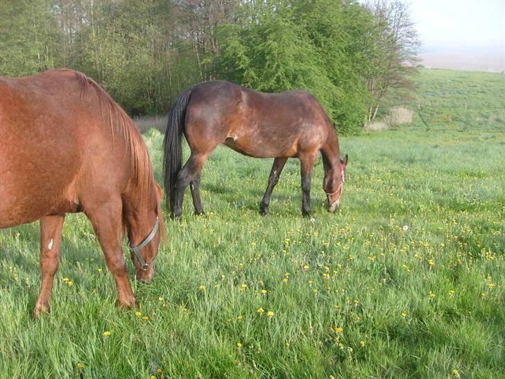 Traver Annabell billede 13