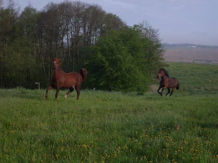 Traver Annabell billede 14