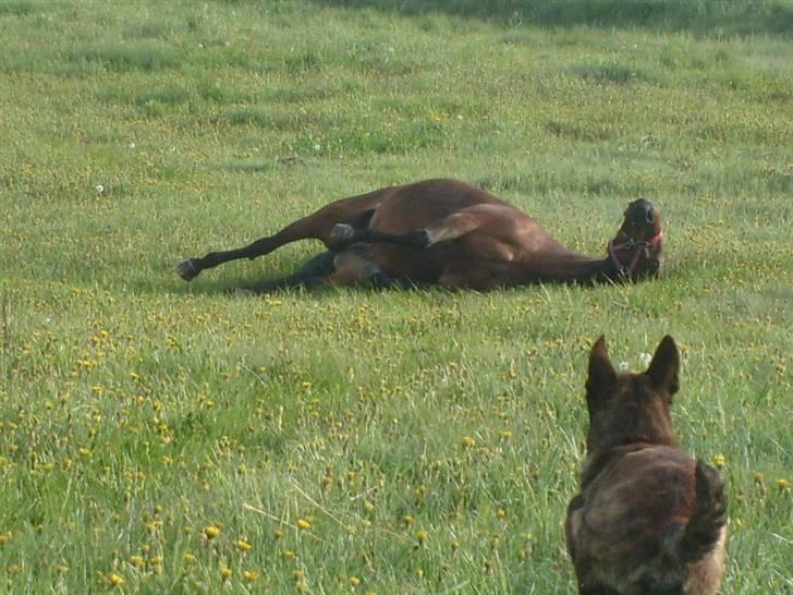 Traver Annabell billede 15