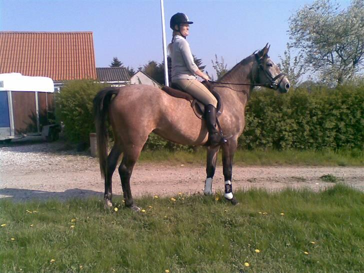 Shagya Araber (SH) Evita - Juni 2010 billede 17