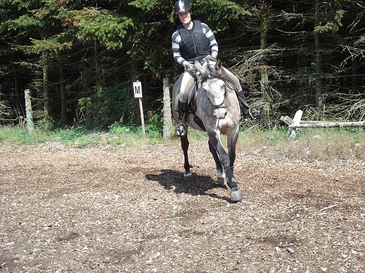 Shagya Araber (SH) Evita - Maj 2011 billede 18