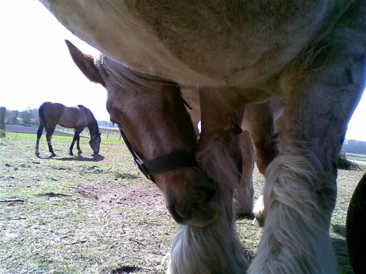 Belgier Rie af Svendsminde billede 15