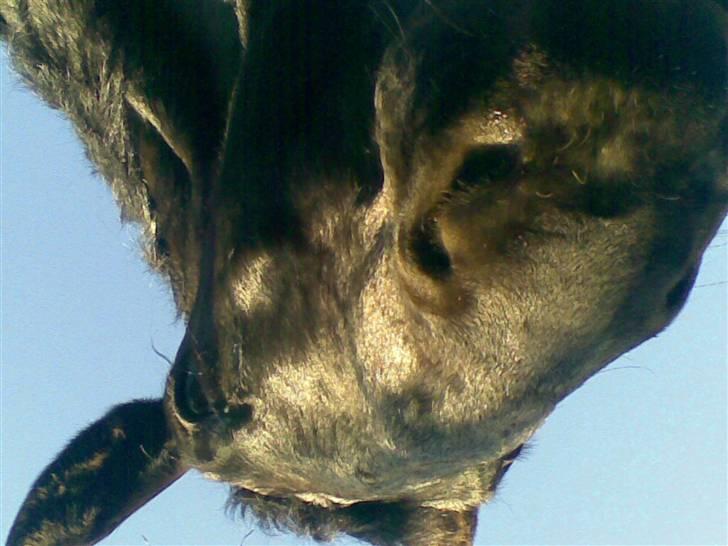 Oldenborg MAX  SOLGT - hallo !! billede 13