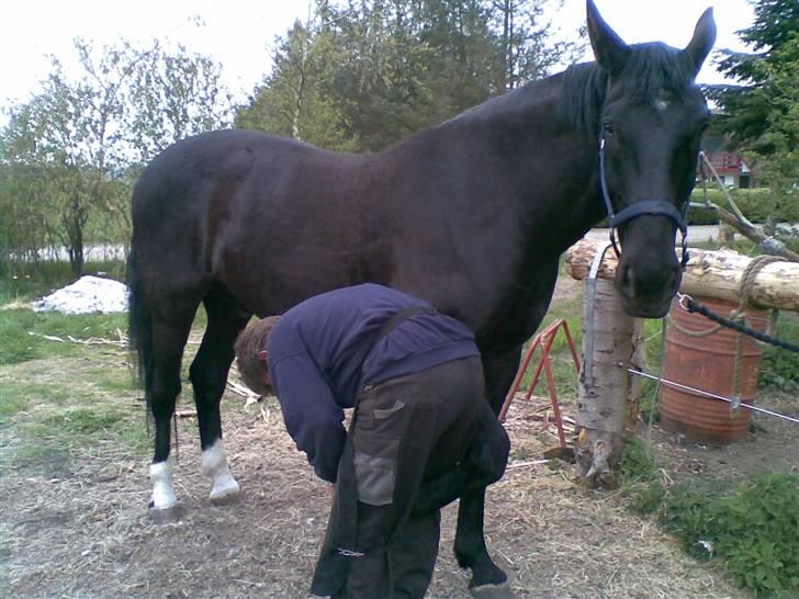 Oldenborg MAX  SOLGT - dejligt at få ordnet fusser billede 14