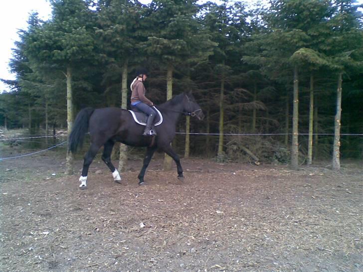 Oldenborg MAX  SOLGT - så får Freja tur billede 16