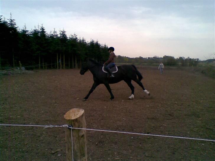 Oldenborg MAX  SOLGT - vi skal da også lige have en lille galop billede 17