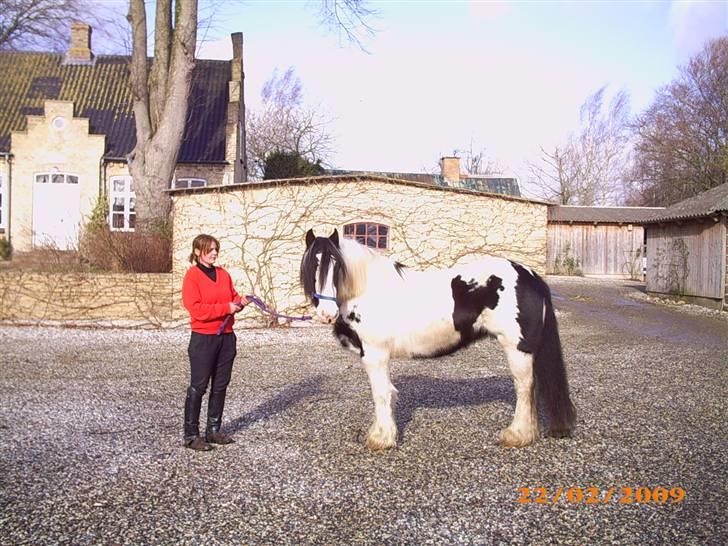 Irish Cob WW Maggie  - en uge efter  jeg havde købt hende billede 2