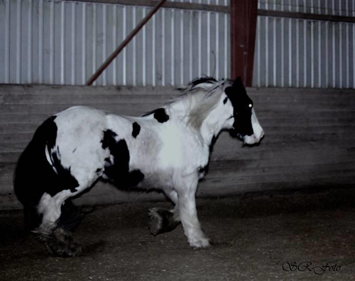 Irish Cob WW Maggie  - Tænk den kan trave :) billede 3