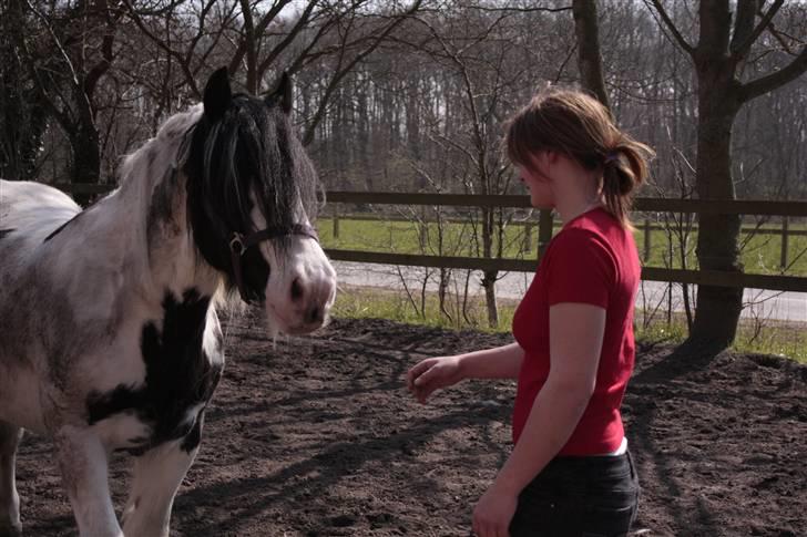 Irish Cob WW Maggie  - så begynder hun da endelig at kunne li mor ;) billede 4