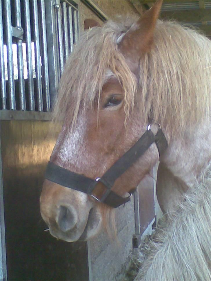 Belgier Rikke  SOLGT - BELGIRE RIKKE BYDER VELKOMMEN billede 1