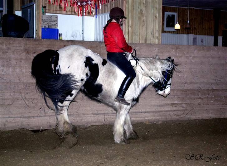 Irish Cob WW Maggie  - ja - sådan så det ud når jeg prøvede at ride på bane med hende (rider hende ik mere da hun skal fole her i juni) billede 6