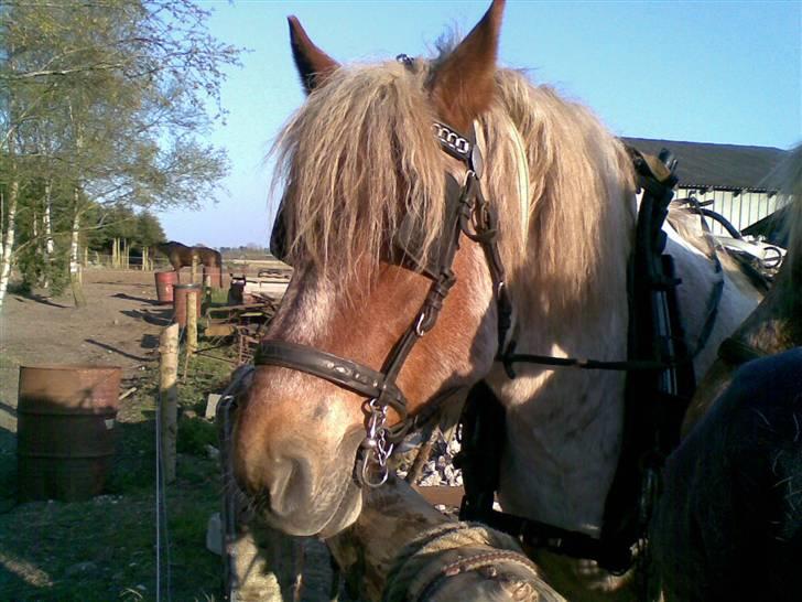 Belgier Rikke  SOLGT - Kan du se noget  ?? billede 2