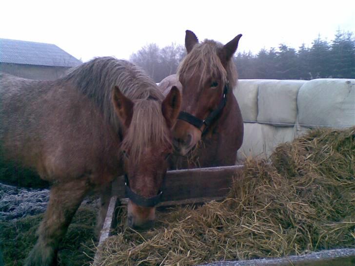 Belgier Rikke  SOLGT - her er jeg mer min makker Rie billede 3