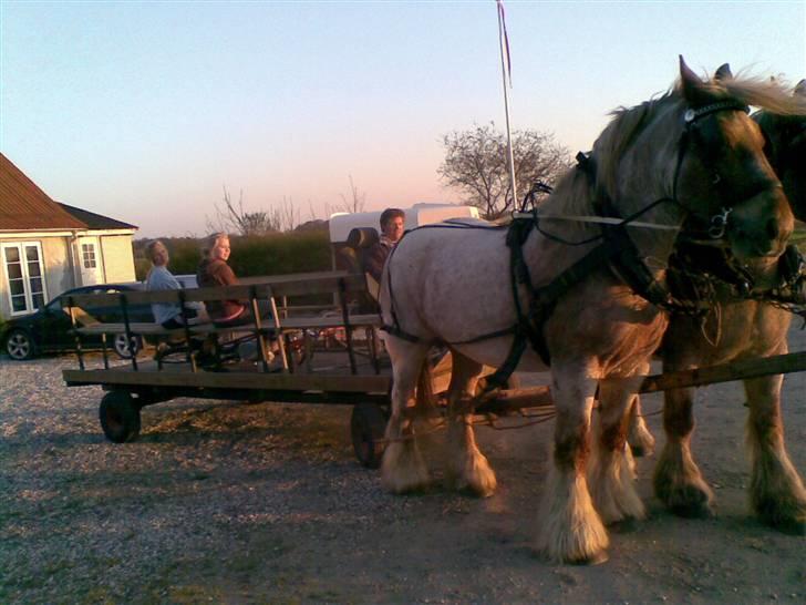Belgier Rikke  SOLGT - vi bakker da lige vognen på plads billede 4